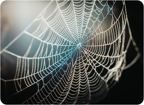 solar traps on spiders web